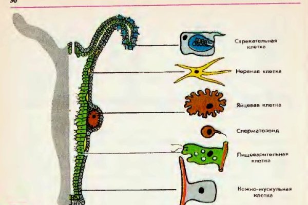 Кракен сайт даркнет ссылка